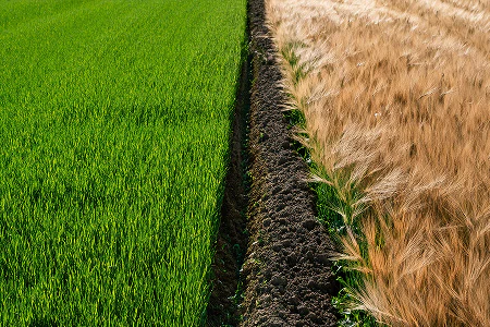 Services Column 1 Image 3